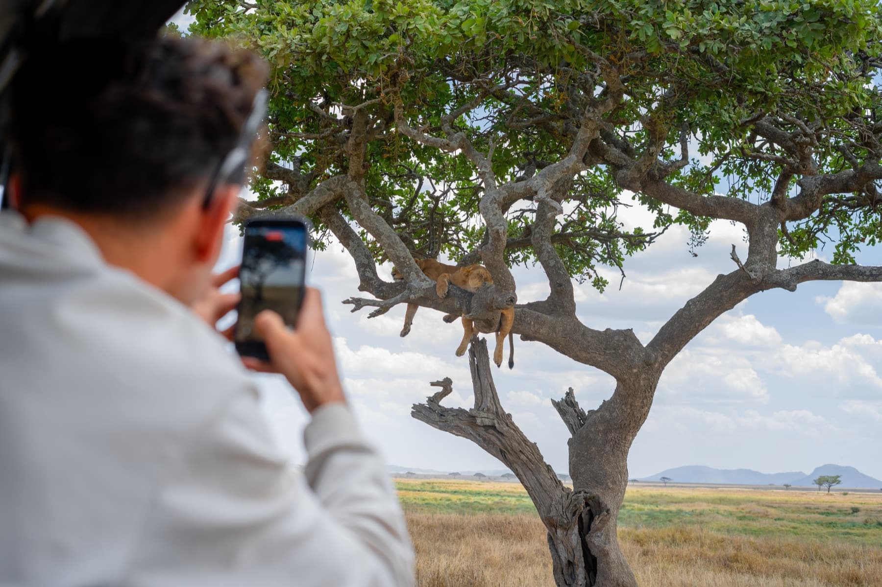 A traveller photographing a lion lying along a tree branch